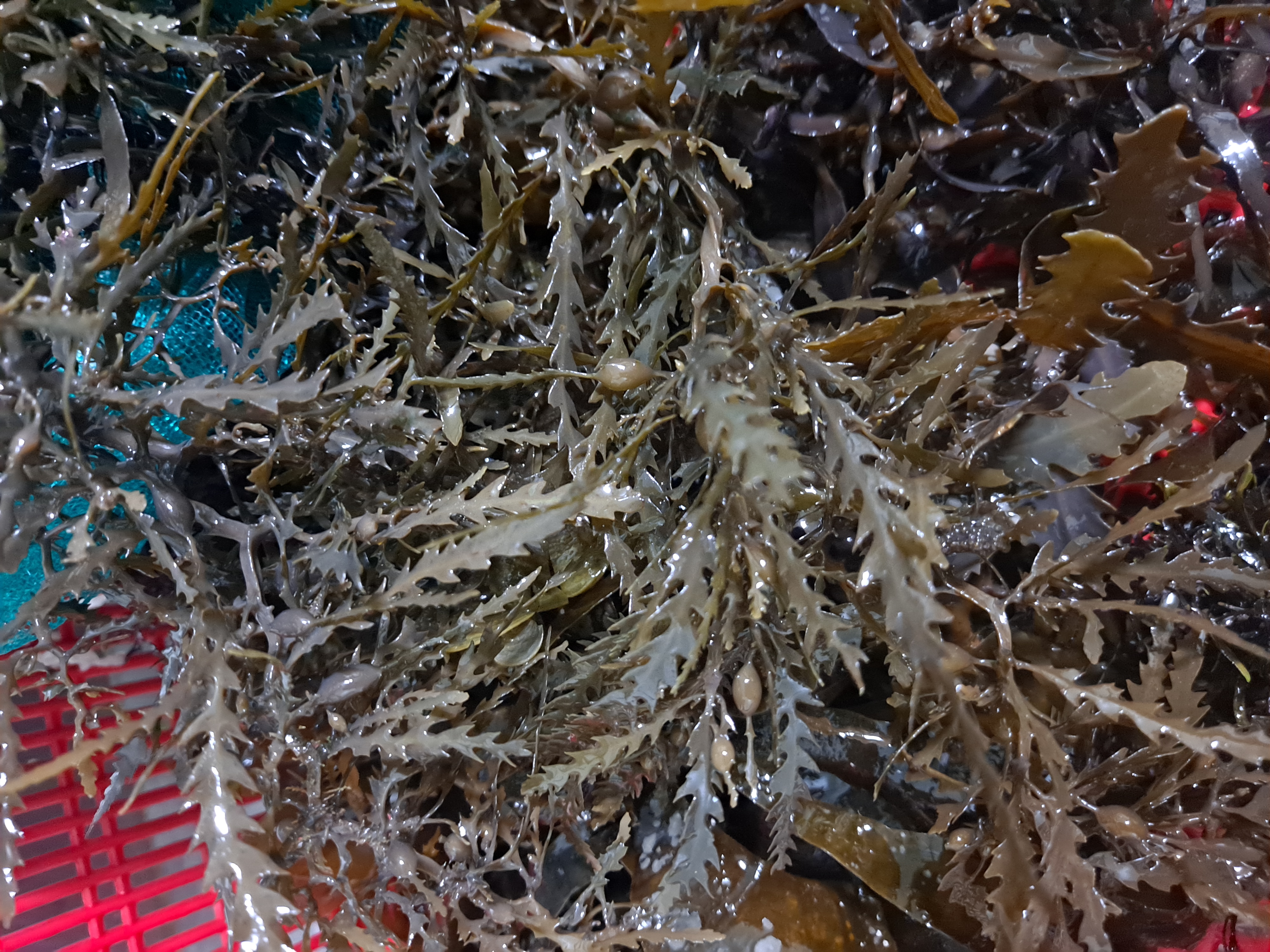 잔가시 모자반100g