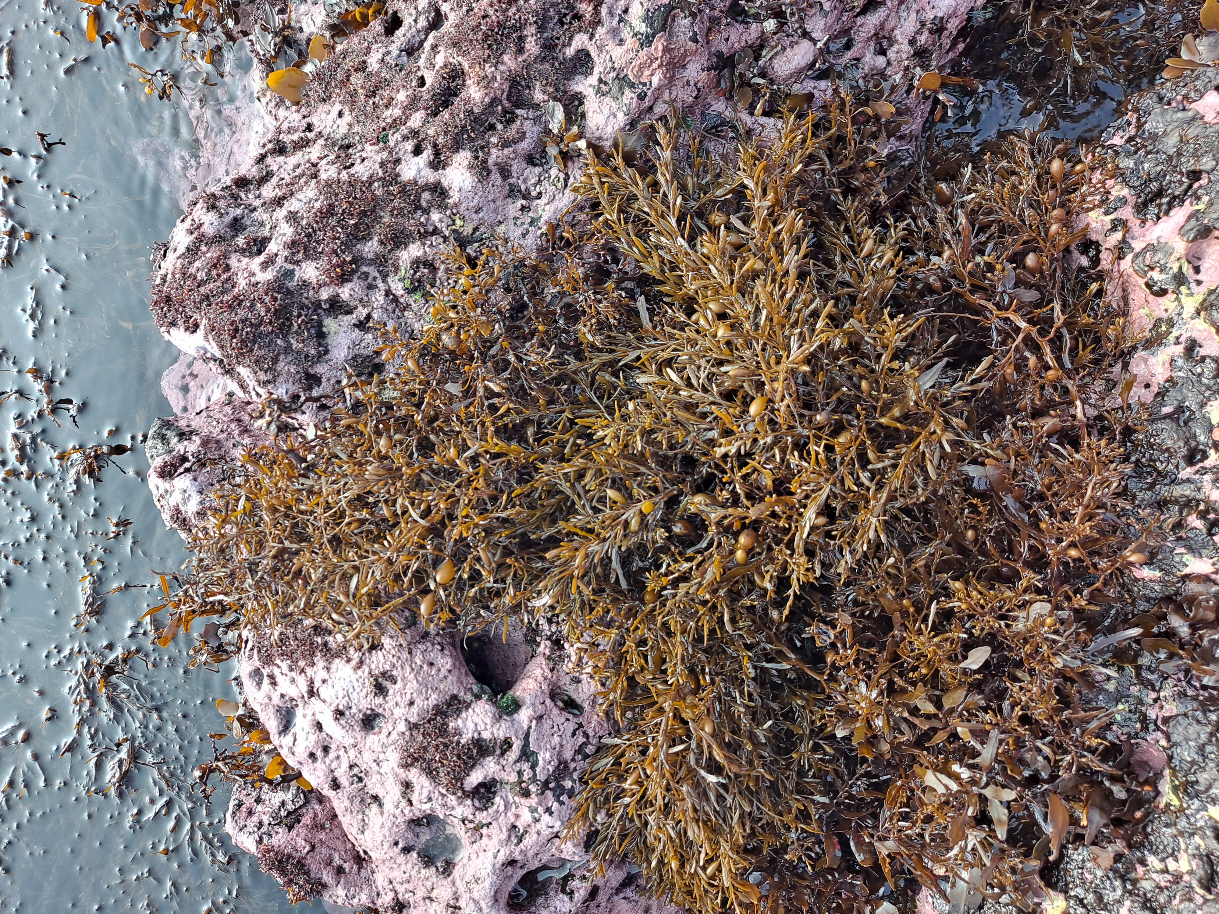 꽈배기모자반추출물E