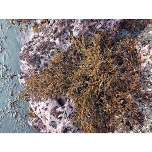 꽈배기모자반추출물E