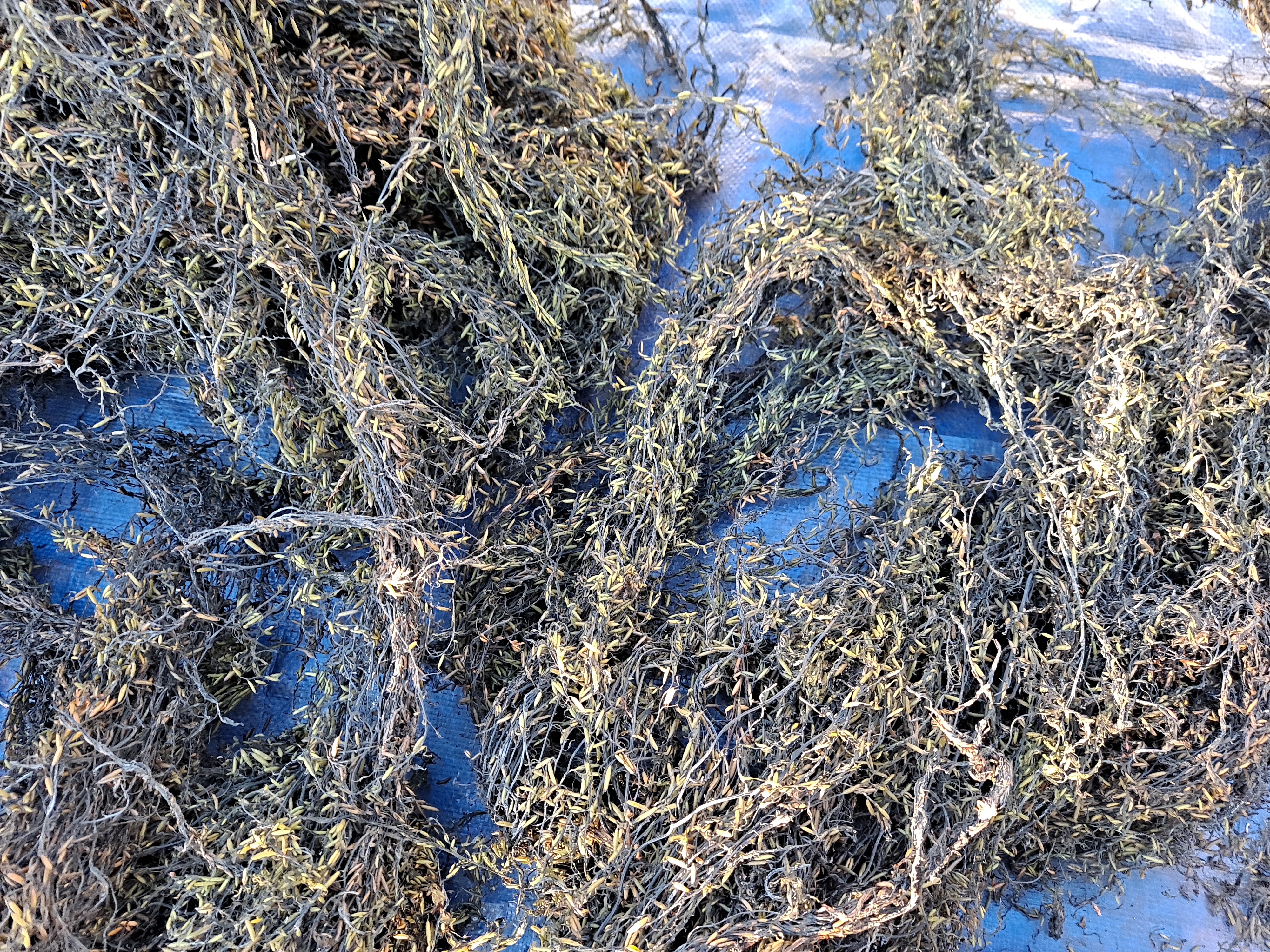 괭생이모자반(밀려온것)