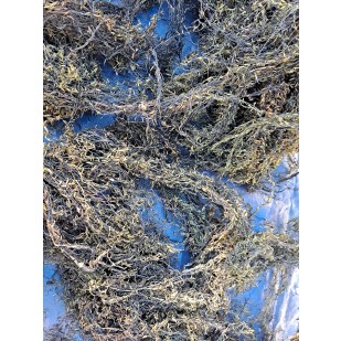 괭생이모자반(밀려온것)