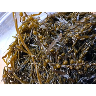 모자반(생물냉동)